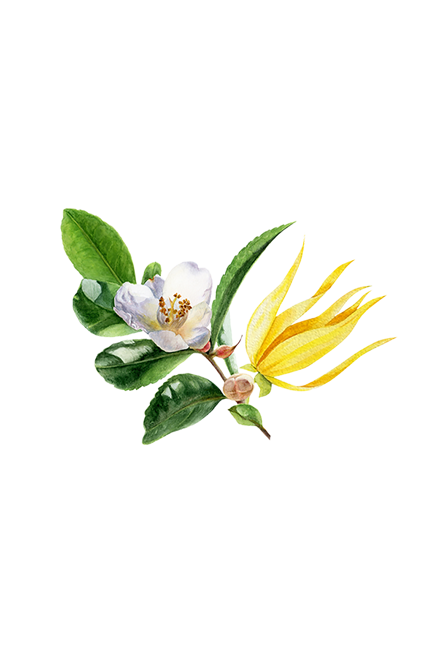 Fruity Green Tea Phthalate-Free Fragrance Oil