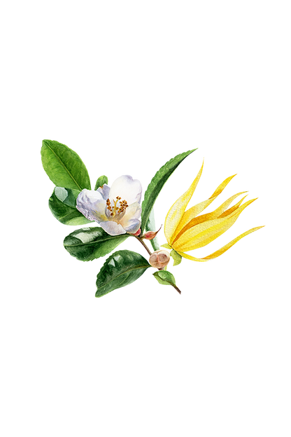 Fruity Green Tea Phthalate-Free Fragrance Oil