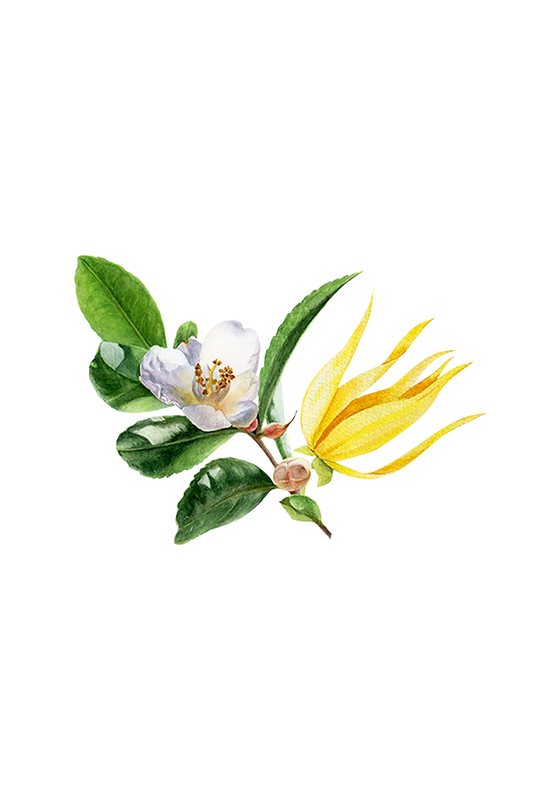 Fruity Green Tea Phthalate-Free Fragrance Oil