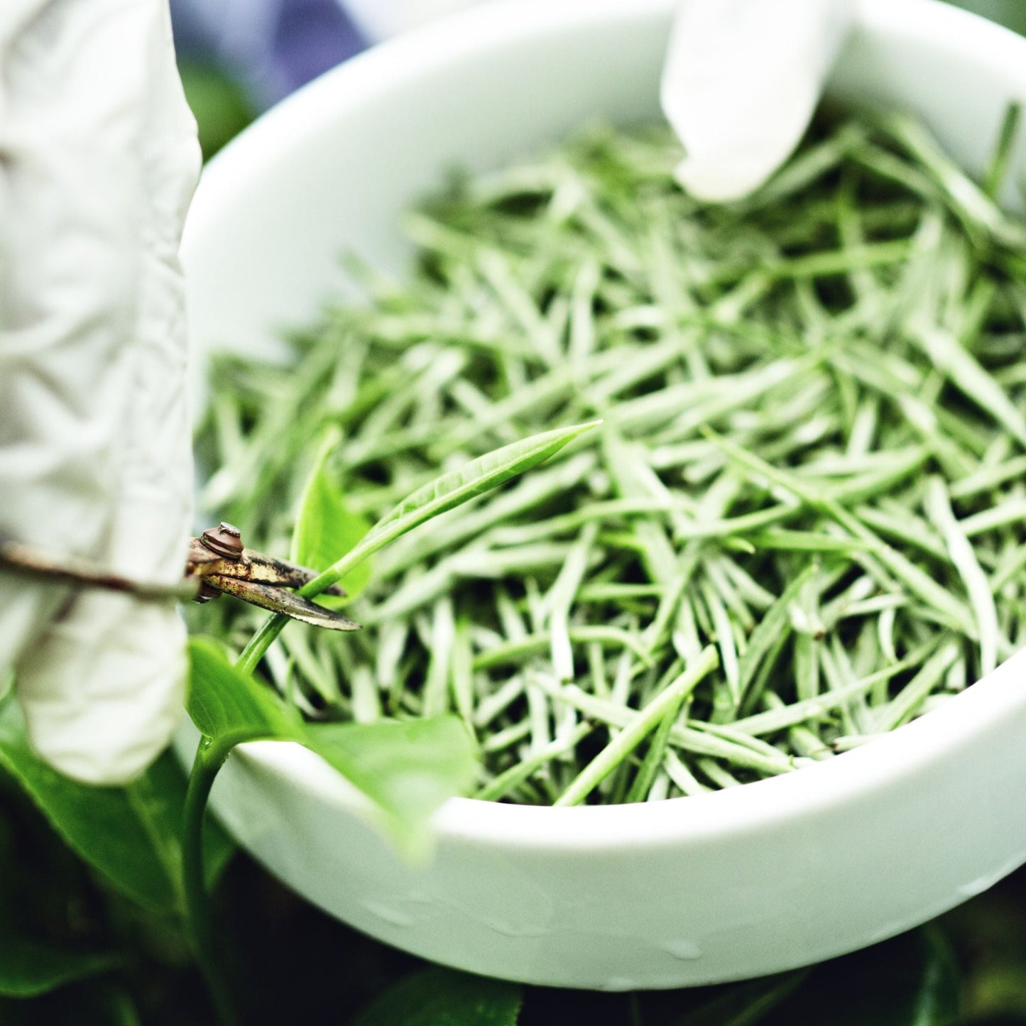 Ceylon Silver Tips Tea | Loose Leaf White Tea