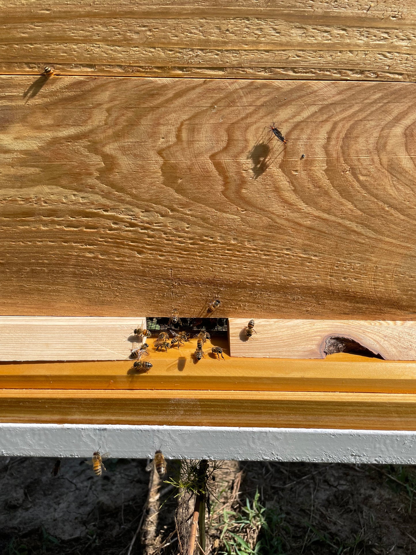 All Natural Raw Unfiltered Honey - 12oz