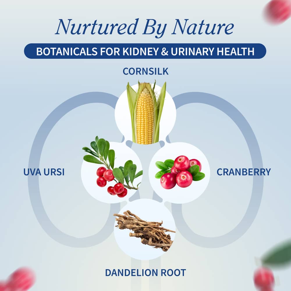 Kidney Health - Buy 2, Get 1 FREE!