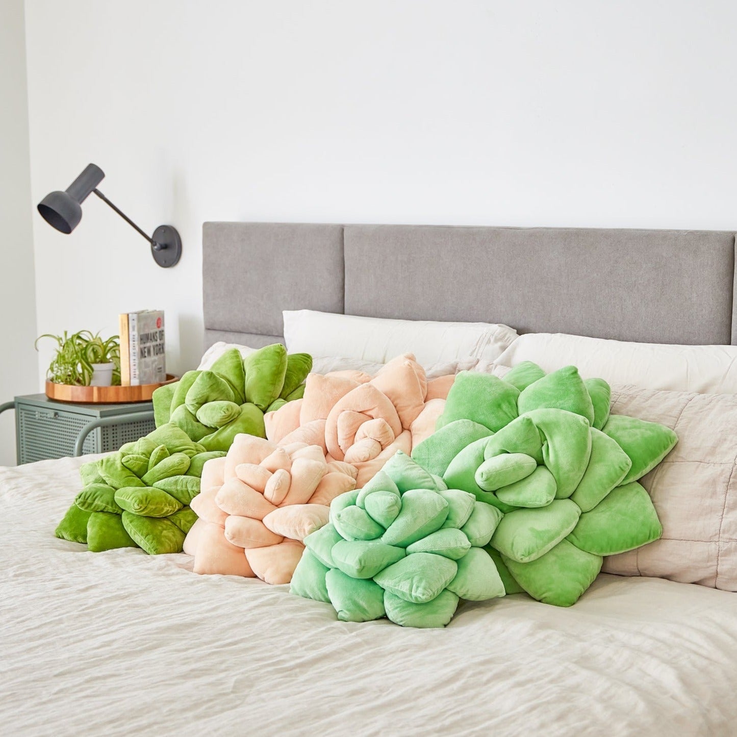 Lil' Pop Succulent® - Blush Peach