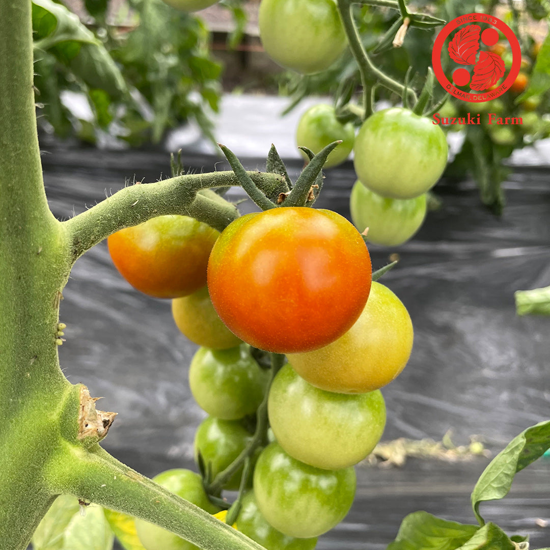 Cherry Tomato (S) | Suzuki Farm | 0.5 lb