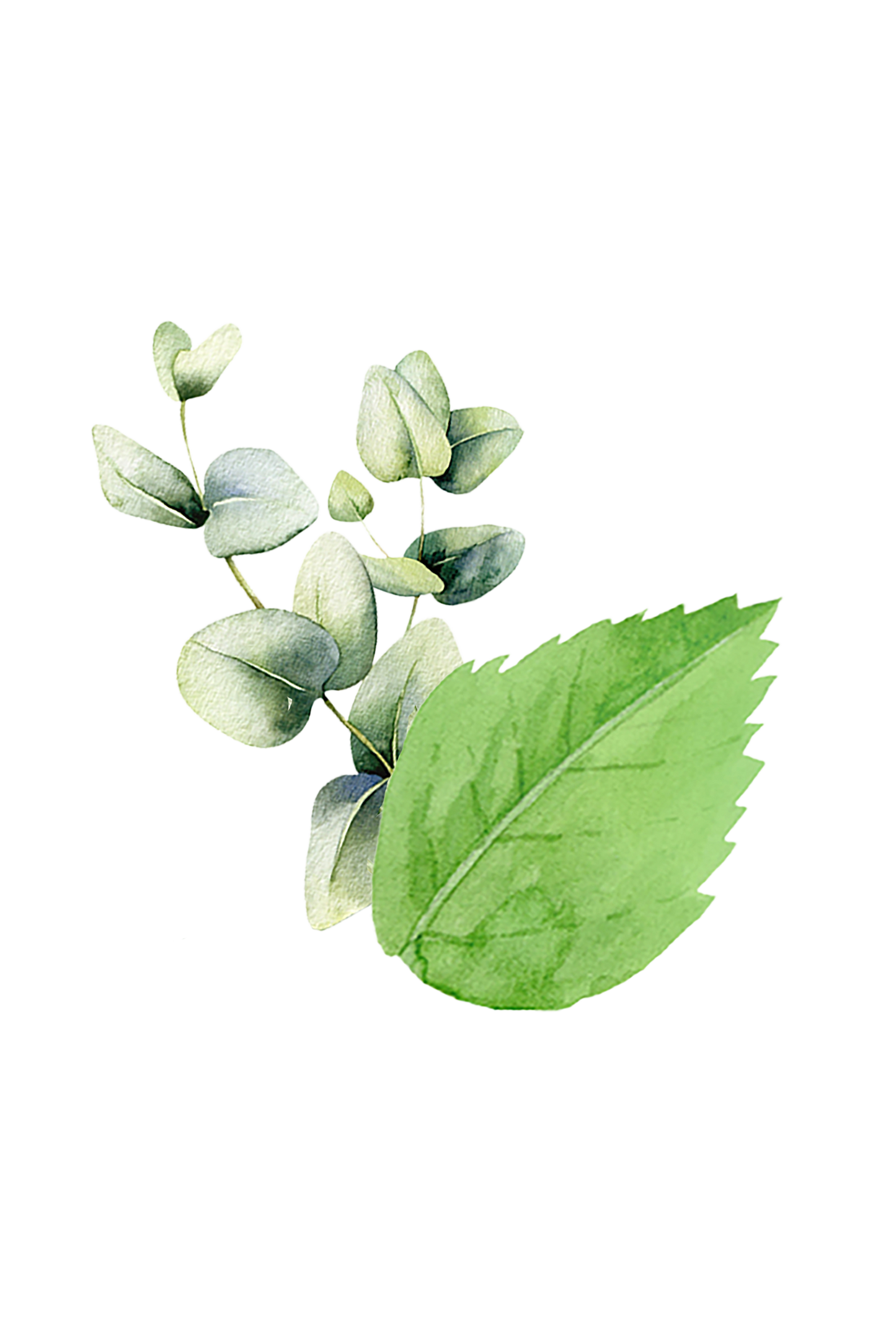 Mint & Eucalyptus Essential Oil Blend