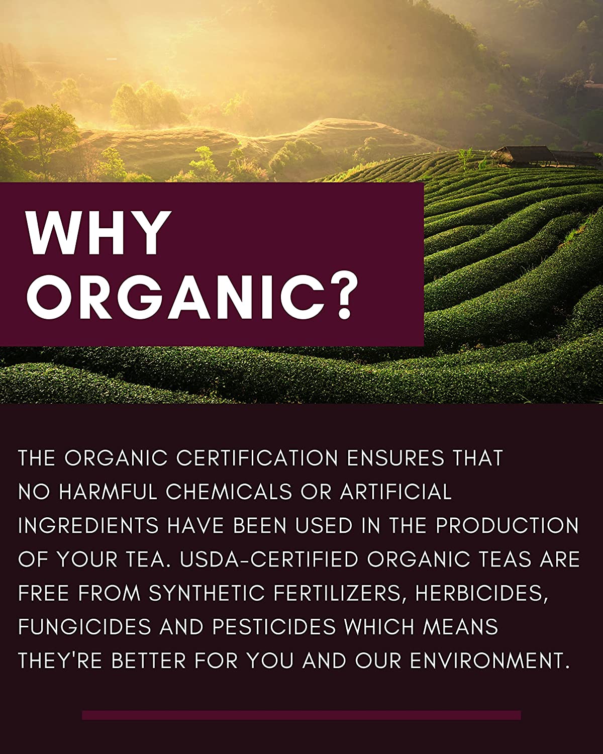 Puerh Tea, Loose Leaf, USDA Organic, Chinese Black, 55+ Cups – 4 Oz (113g)