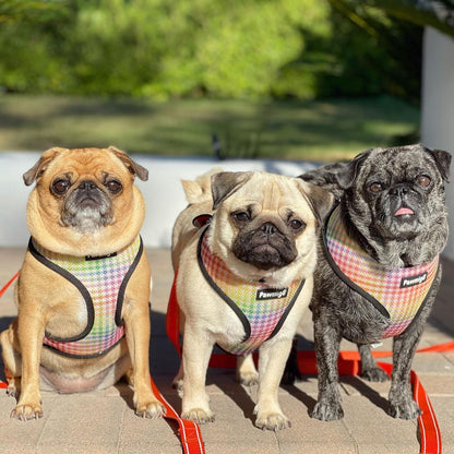 Frootie Patootie Reversible Harness