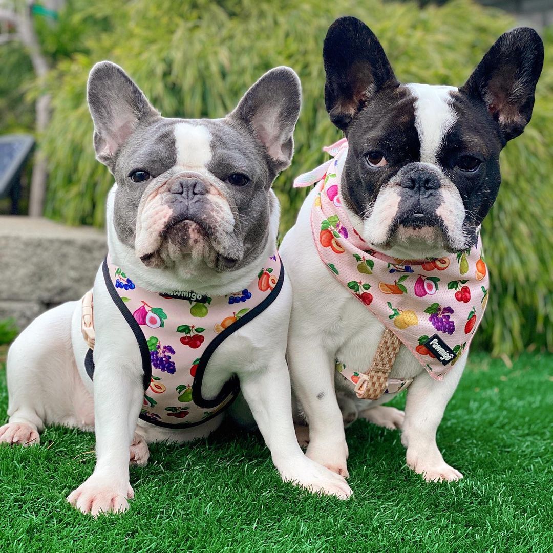 Frootie Patootie Reversible Harness