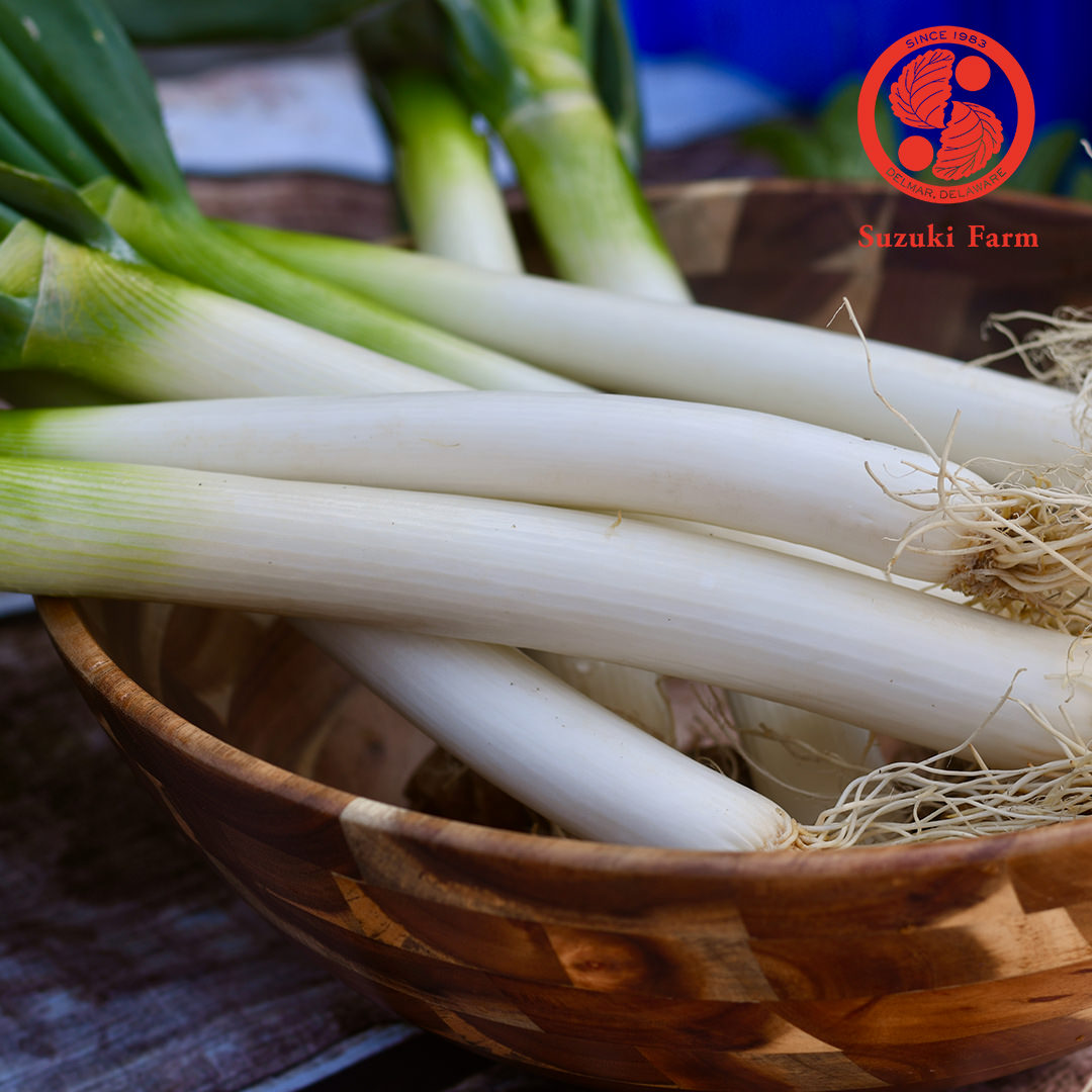 TOKYO NEGI (Long green onion) | Suzuki Farm | 1 bunch