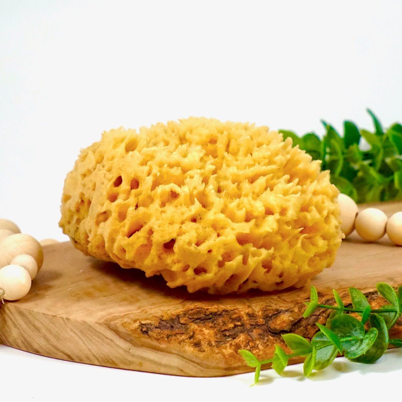 Sea Sponge, Sustainably Harvested