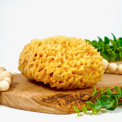 Sea Sponge, Sustainably Harvested
