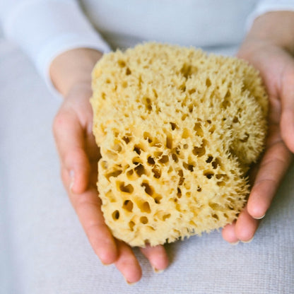 Sea Sponge, Sustainably Harvested